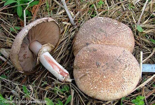 Agaricus langei (Agaricus_langei_2003_dr_1.jpg)