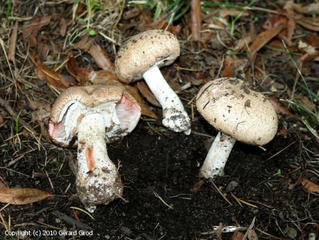 Agaricus langei (Agaricus_langei_2010_gg_1.jpg)
