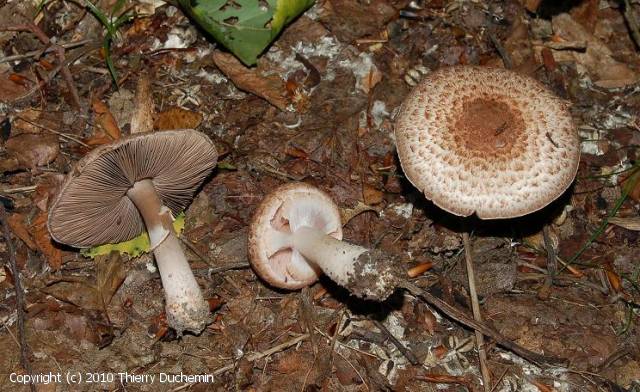 Agaricus langei (Agaricus_langei_2010_td_1.jpg)