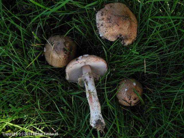 Agaricus langei (Agaricus_langei_2014_mr_1.jpg)