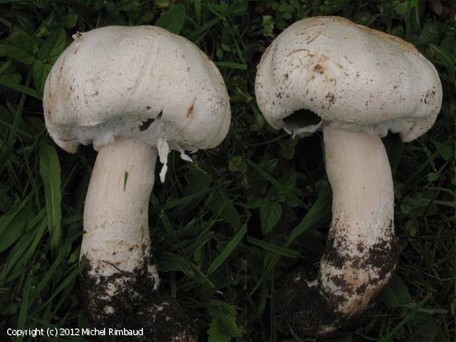 Agaricus urinascens (Agaricus_urinascens_2012_mr_2.jpg)