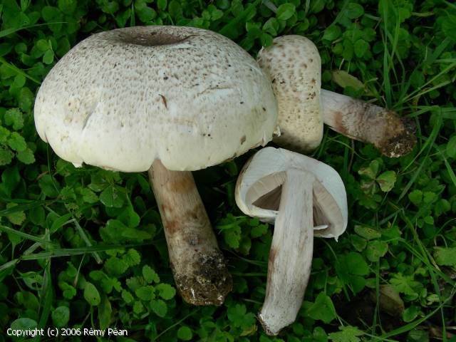 Agaricus variegans (Agaricus_variegans_2006_rp_1.jpg)