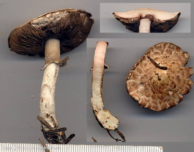 Agaricus variegans (Agaricus_variegans_2008_ya_1.jpg)