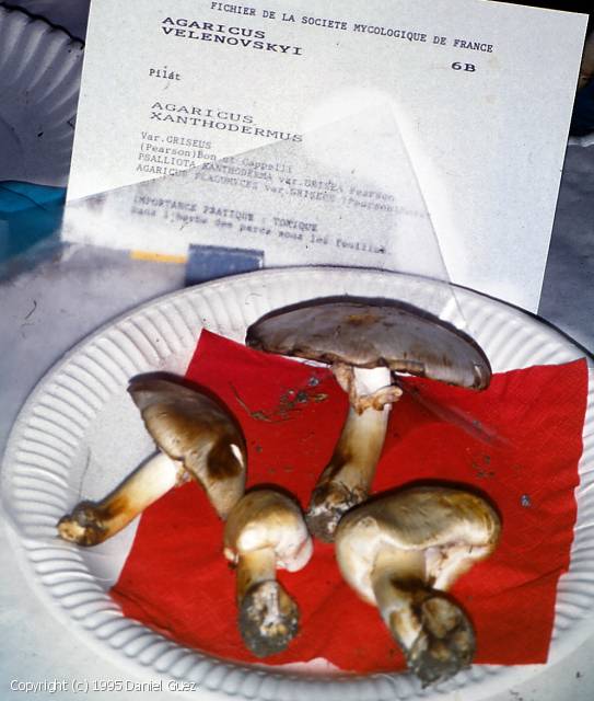 Agaricus velenovskyi (Agaricus_velenovskyi_1995_dg_1.jpg)