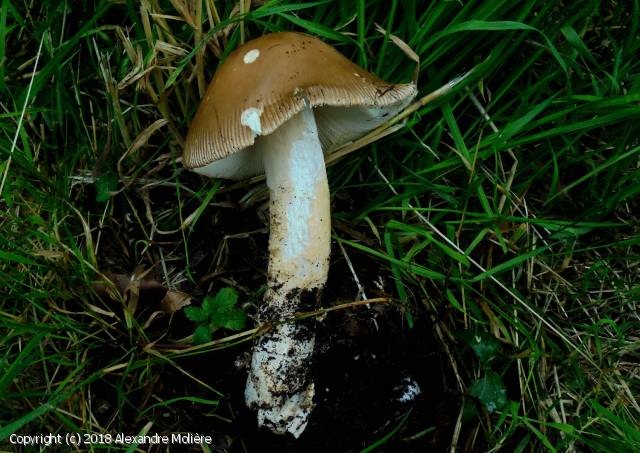 Amanita badia (Amanita_badia_2018_am_1.jpg)