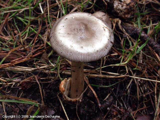 Amanita battarrae (Amanita_battarrae_2008_jd_2.jpg)