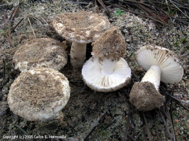 Amanita curtipes (Amanita_curtipes_2005_ceh_1.jpg)