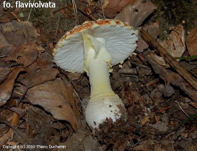 Amanita muscaria (Amanita_muscaria_2010_td_2.jpg)