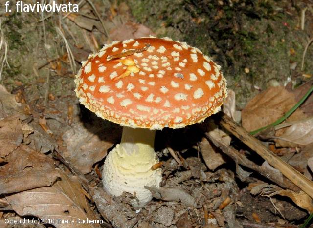 Amanita muscaria (Amanita_muscaria_2010_td_4.jpg)
