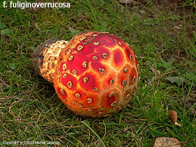 Amanita muscaria (Amanita_muscaria_2013_mj_1.jpg)