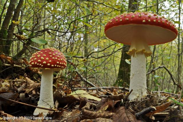 Amanita muscaria (Amanita_muscaria_2019_df_1.jpg)
