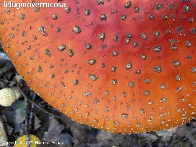 Amanita muscaria (Amanita_muscaria_2021_fm_1.jpg)