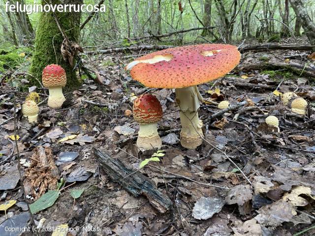 Amanita muscaria (Amanita_muscaria_2021_fm_2.jpg)