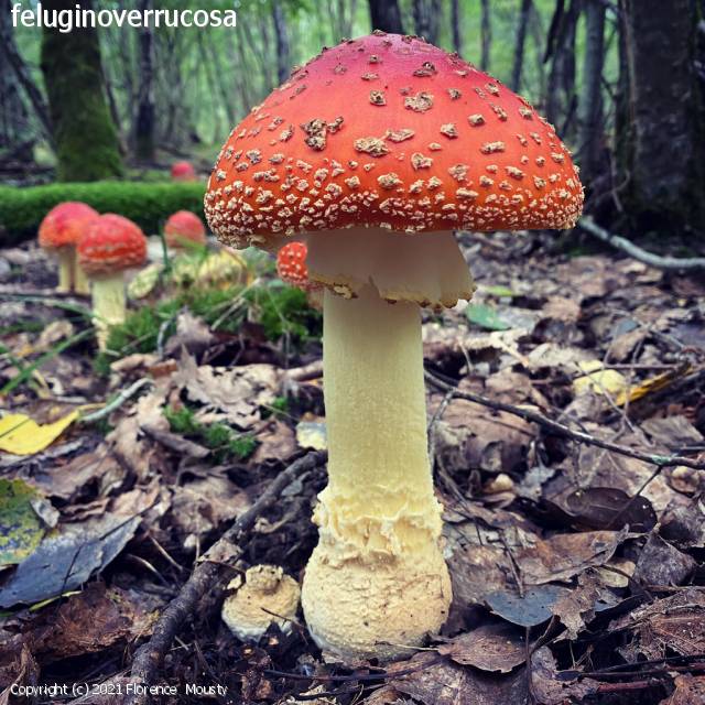Amanita muscaria (Amanita_muscaria_2021_fm_3.jpg)