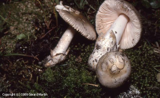 Amanita nivalis (Amanita_nivalis_1989_gm_1.jpg)