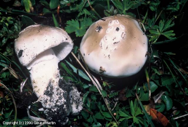Amanita nivalis (Amanita_nivalis_1990_gm_2.jpg)