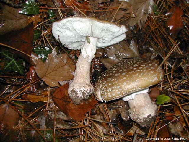 Amanita rubescens (Amanita_rubescens_2005_rp_1.jpg)