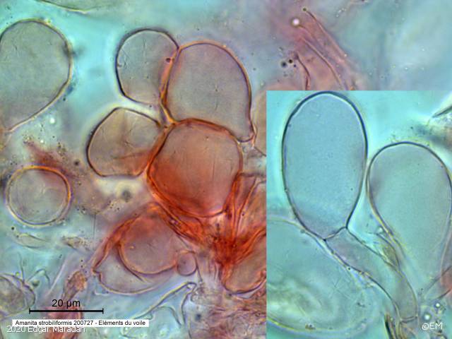 Amanita strobiliformis (Amanita_strobiliformis_2020_em_3.jpg)