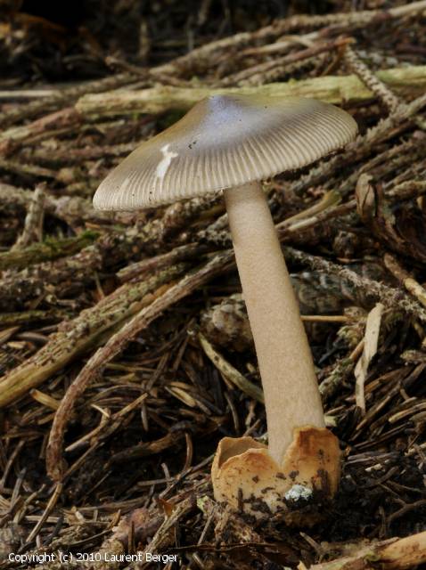 Amanita umbrinolutea (Amanita_umbrinolutea_2010_lb_1.jpg)