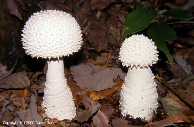 Amanita virgineoides (Amanita_virgineoides_2000_dg_1.jpg)