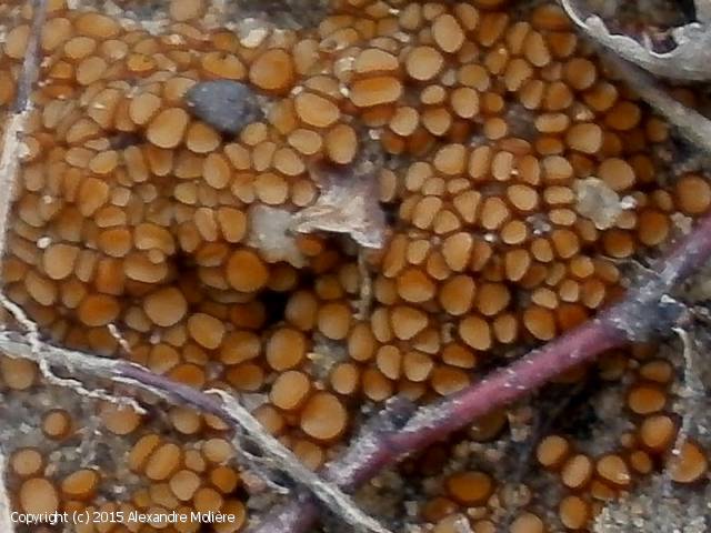 Anthracobia maurilabra (Anthracobia_maurilabra_2015_am_1.jpg)