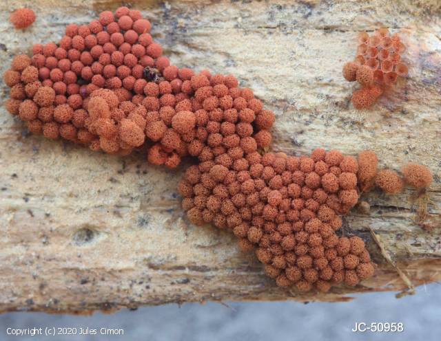 Arcyria ferruginea (Arcyria_ferruginea_2020_jc_1.jpg)
