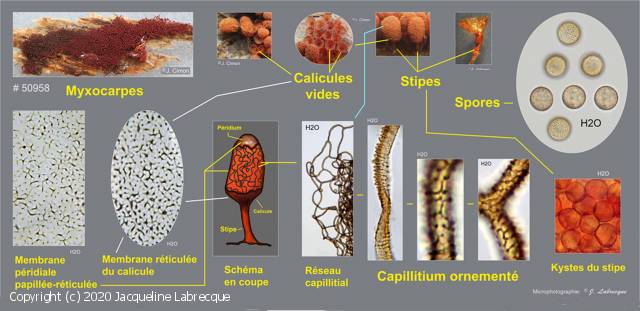 Arcyria ferruginea (Arcyria_ferruginea_2020_jl_1.jpg)