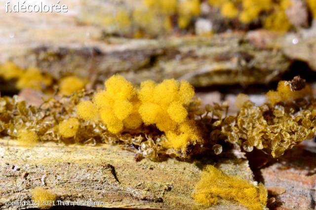 Arcyria ferruginea (Arcyria_ferruginea_2021_td_1.jpg)