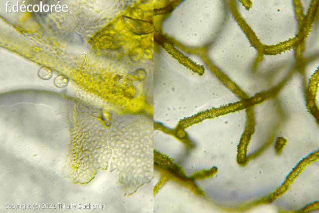 Arcyria ferruginea (Arcyria_ferruginea_2021_td_2.jpg)