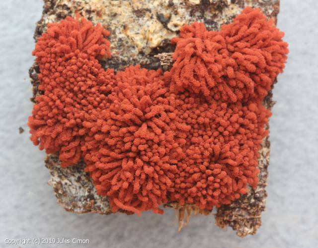 Arcyria oerstedtii (Arcyria_oerstedtii_2019_jc_2.jpg)