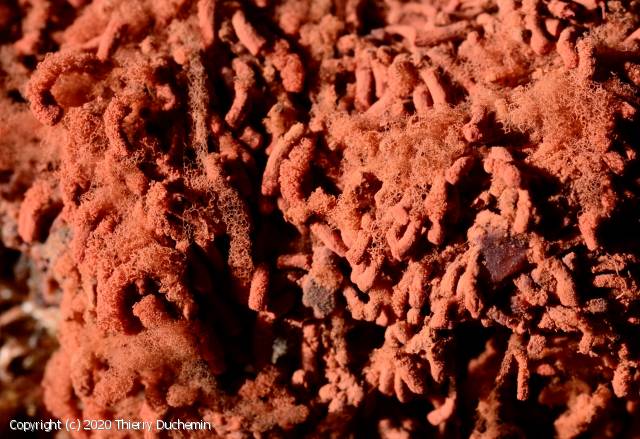 Arcyria oerstedtii (Arcyria_oerstedtii_2020_td_1.jpg)