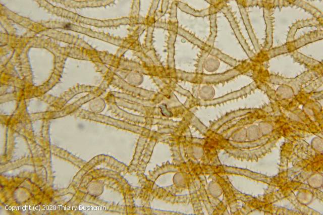 Arcyria oerstedtii (Arcyria_oerstedtii_2020_td_4.jpg)