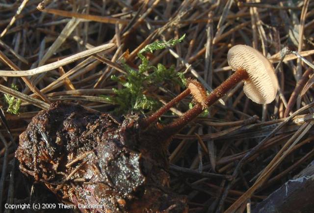 Auriscalpium vulgare (Auriscalpium_vulgare_2009_td_2.jpg)