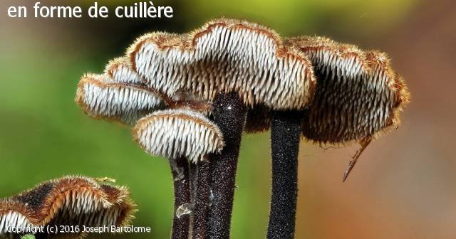 Auriscalpium vulgare (Auriscalpium_vulgare_2016_jb_1.jpg)