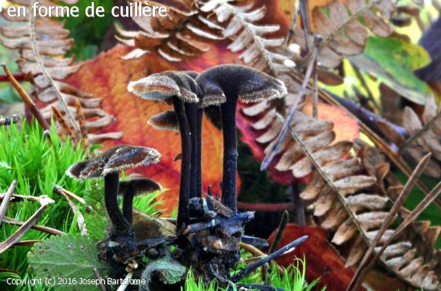Auriscalpium vulgare (Auriscalpium_vulgare_2016_jb_2.jpg)