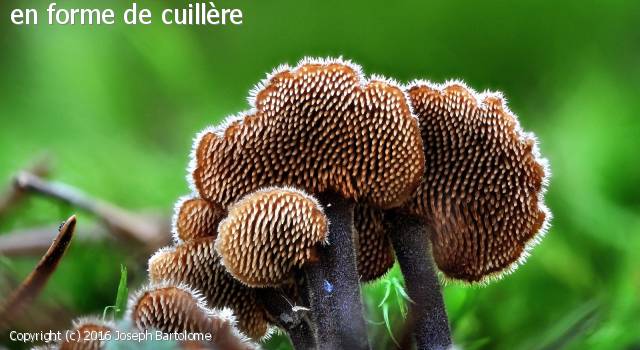 Auriscalpium vulgare (Auriscalpium_vulgare_2016_jb_3.jpg)