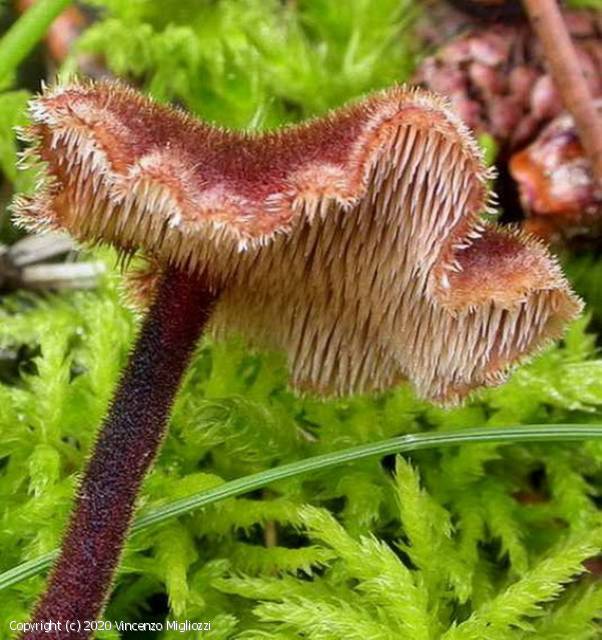 Auriscalpium vulgare (Auriscalpium_vulgare_2020_vm_1.jpg)