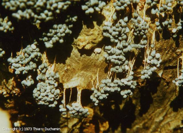 Badhamia utricularis (Badhamia_utricularis_1973_td_2.jpg)