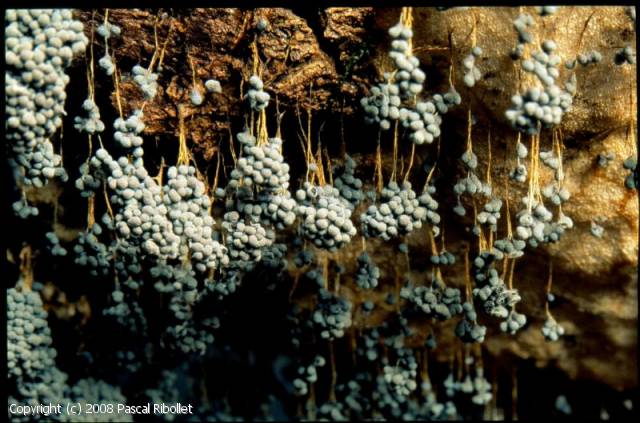 Badhamia utricularis (Badhamia_utricularis_2008_pr_2.jpg)