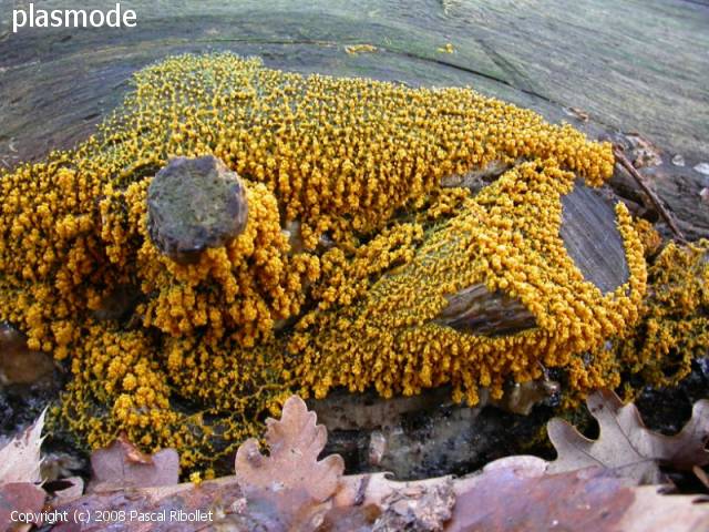 Badhamia utricularis (Badhamia_utricularis_2008_pr_3.jpg)