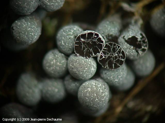 Badhamia utricularis (Badhamia_utricularis_2009_jd_1.jpg)