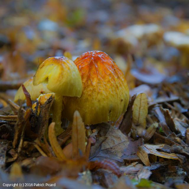 Bolbitius variicolor (Bolbitius_variicolor_2016_pp_1.jpg)