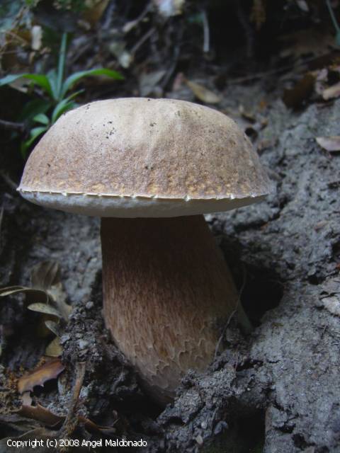 Boletus aestivalis (Boletus_aestivalis_2008_am_2.jpg)