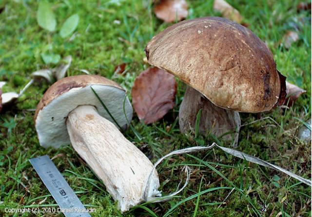 Boletus aestivalis (Boletus_aestivalis_2010_dr_1.jpg)