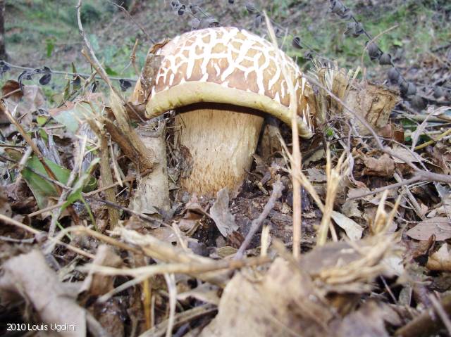 Boletus aestivalis (Boletus_aestivalis_2010_lu_1.jpg)