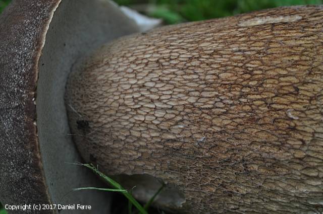 Boletus aestivalis (Boletus_aestivalis_2017_df_1.jpg)