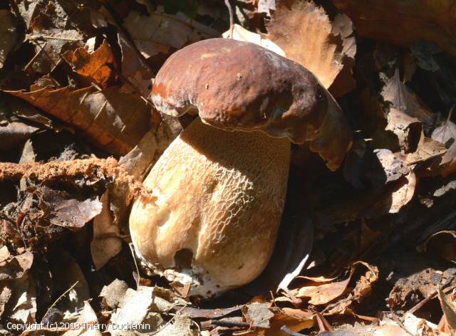 Boletus aestivalis (Boletus_aestivalis_2018_td_1.jpg)