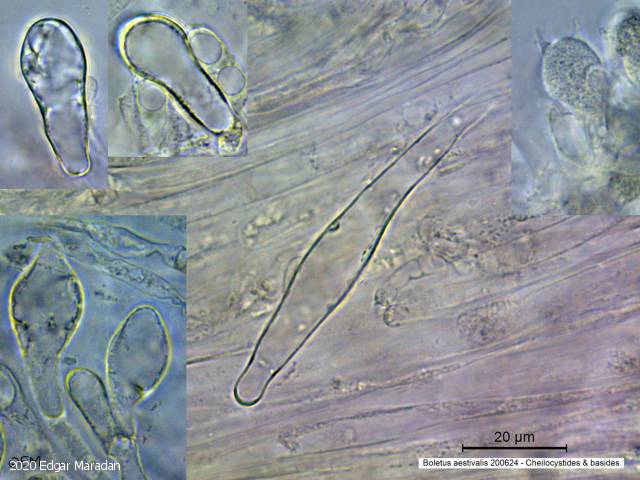 Boletus aestivalis (Boletus_aestivalis_2020_em_2.jpg)