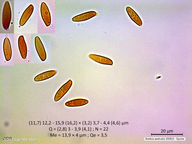 Boletus aestivalis (Boletus_aestivalis_2020_em_4.jpg)