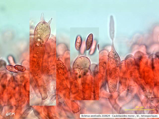 Boletus aestivalis (Boletus_aestivalis_2021_em_1.jpg)